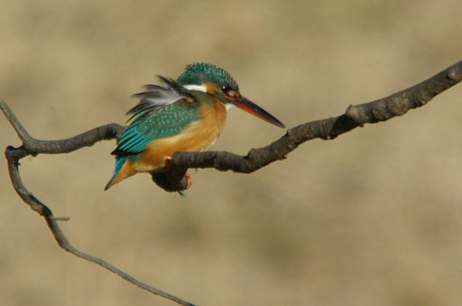 翡翠　さぶ…