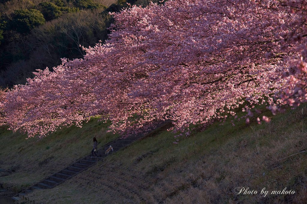 輝く桜の下で