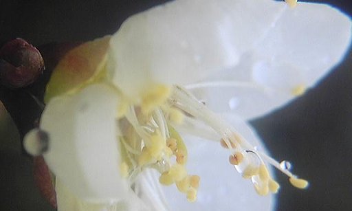 先日の砂糖菓子の白梅