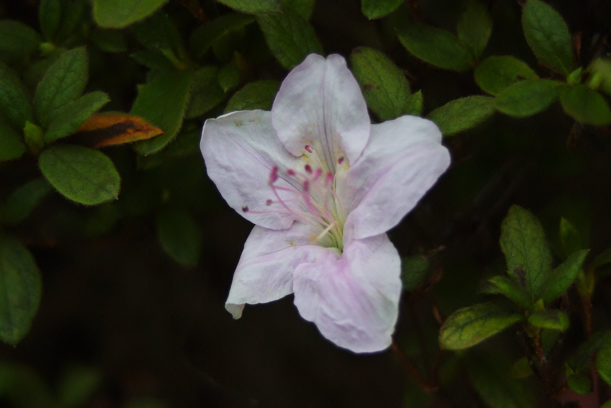 もうヒラトツツジが開花!