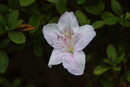もうヒラトツツジが開花!