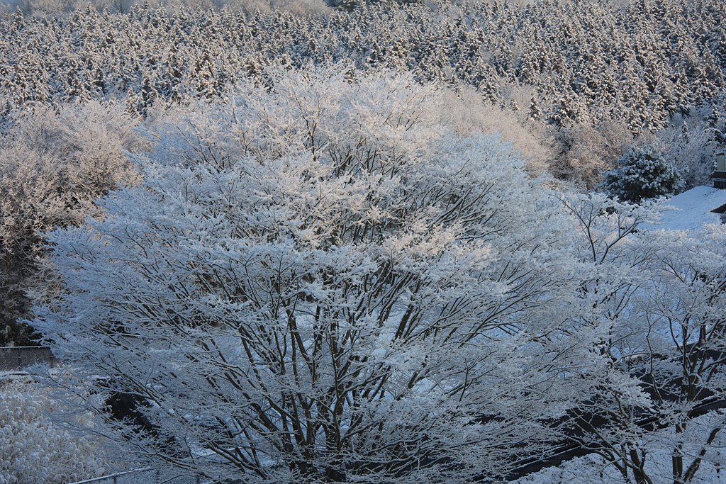 樹氷
