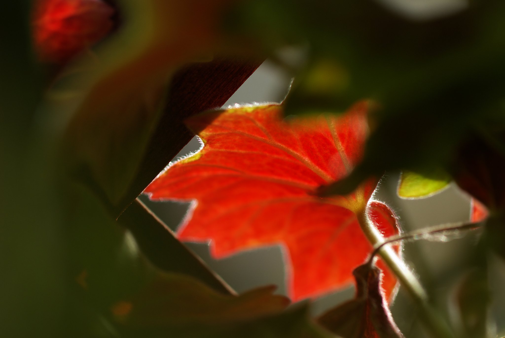 初春の紅葉？