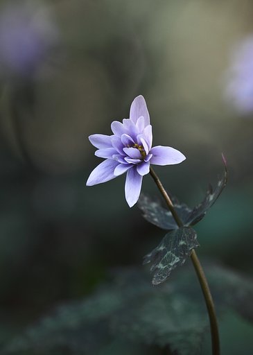 ユキワリイチゲ−Ⅱ
