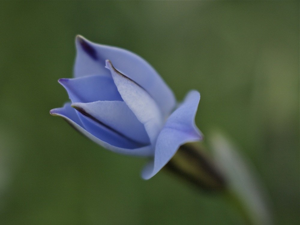 花ニラ
