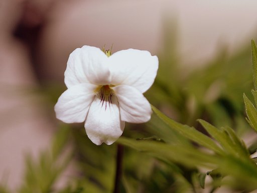 小さな花Ｂ