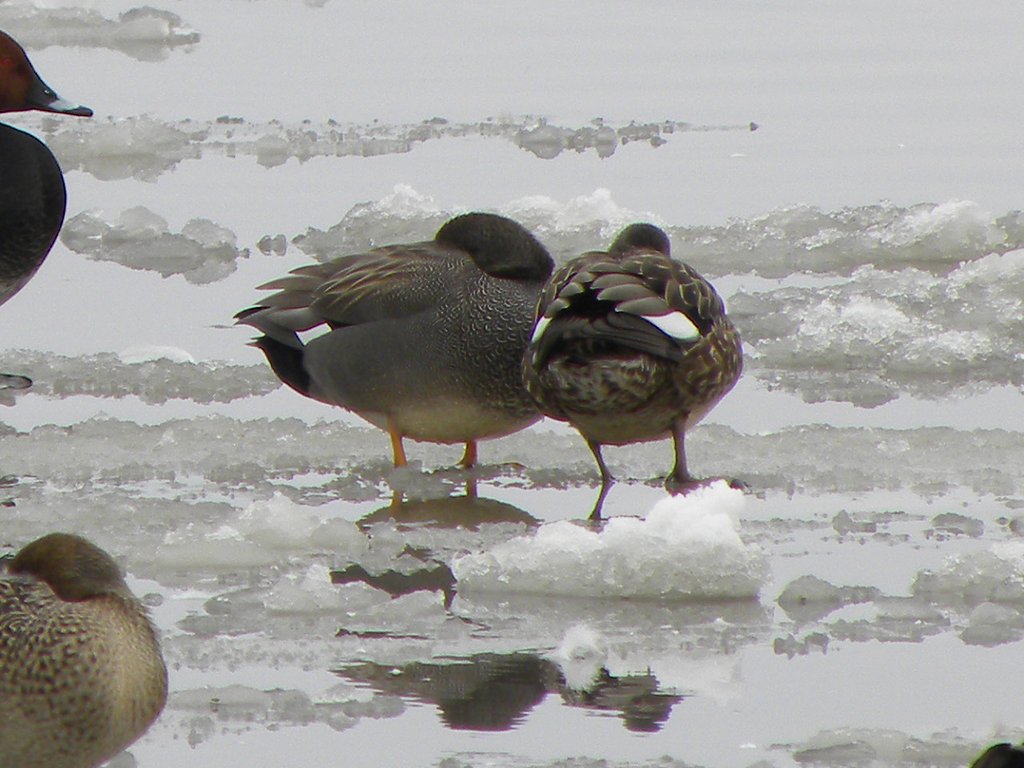 仲良くお休み