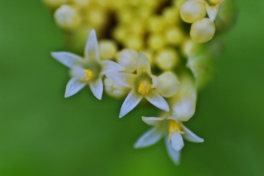 蕗の花のあっふ!