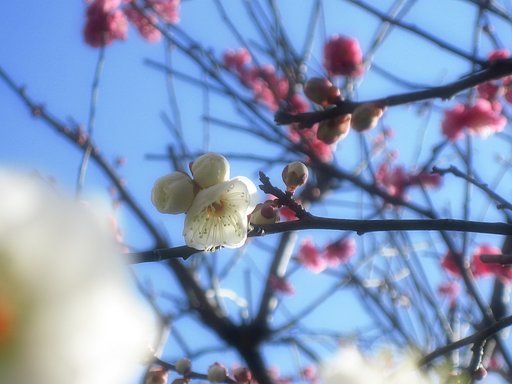 【やすらぎ】薫る紅と白