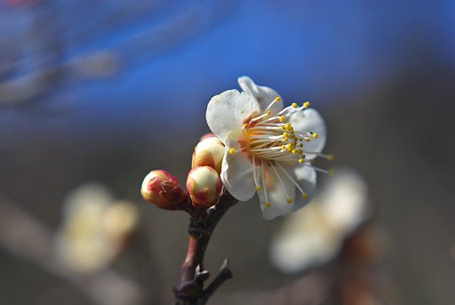 雪に打たれた梅の花