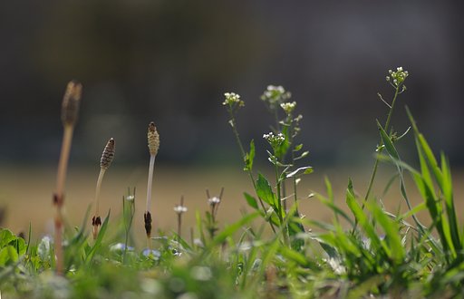 匍匐ざんまい２：畦道の春