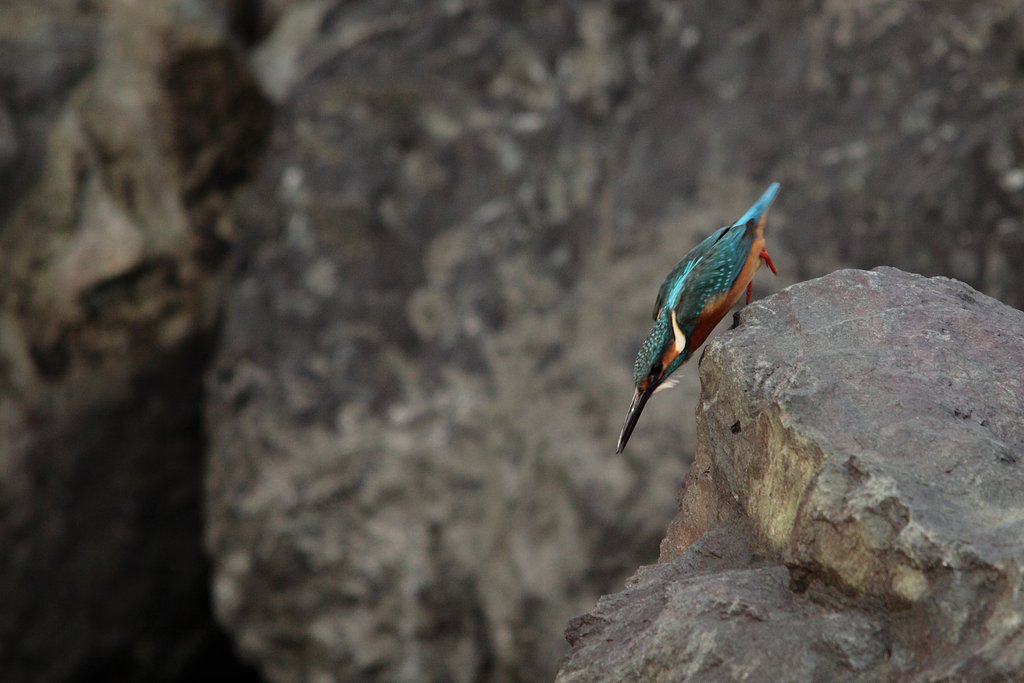 翡翠・・・・まっさかさまに