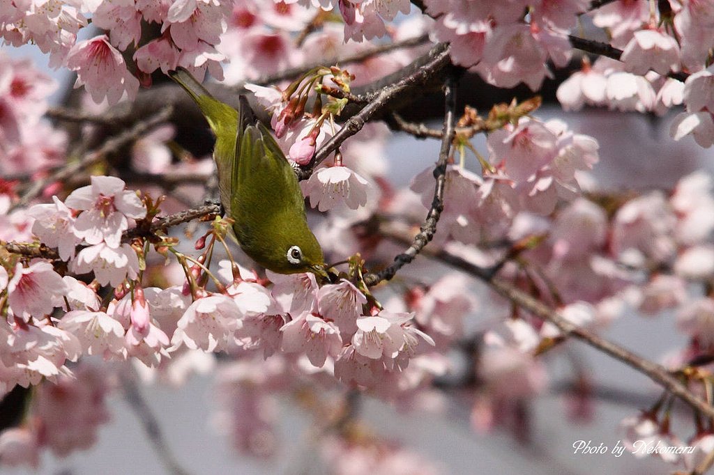 華やかに・・メジロ