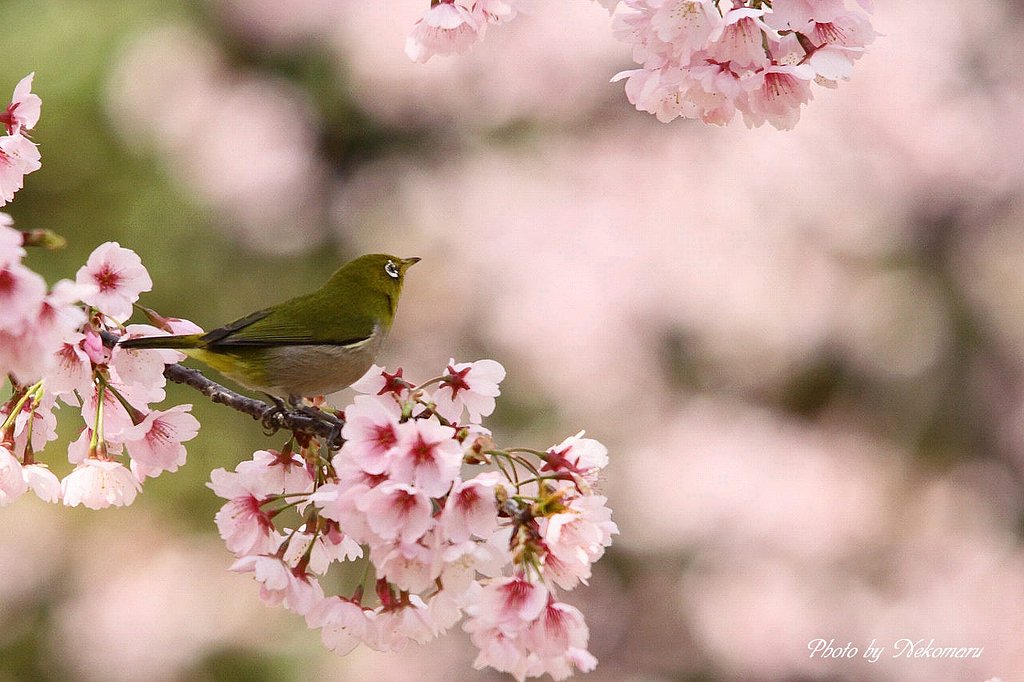 桜の下に・・メジロ