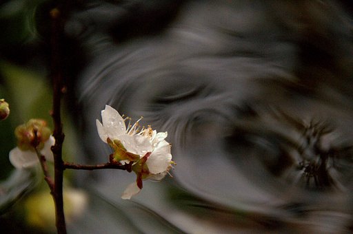 背景は水紋です