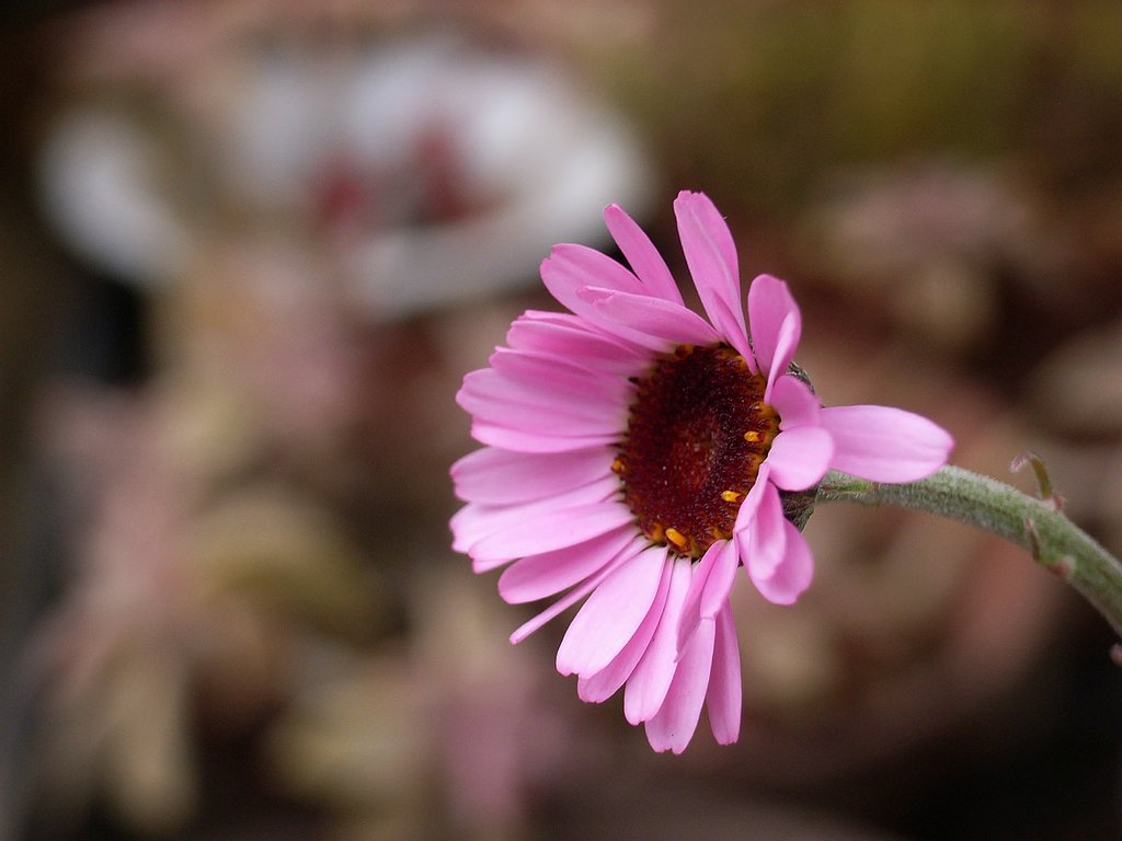 ピンクの花