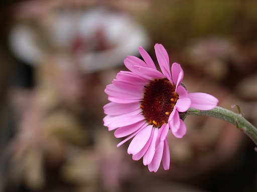 ピンクの花