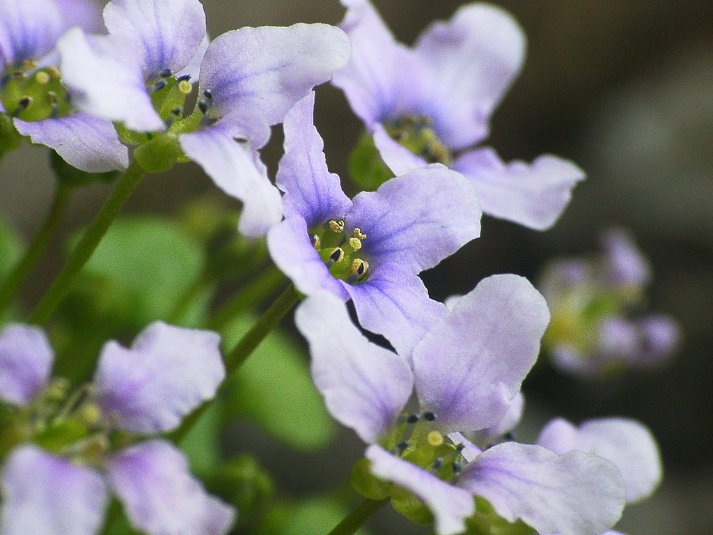 同じ花かな