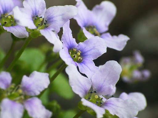 同じ花かな