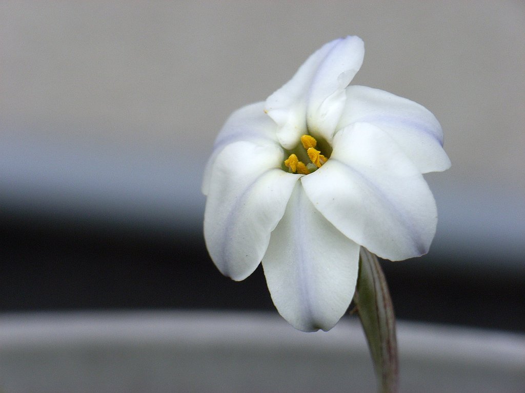 一日花その3