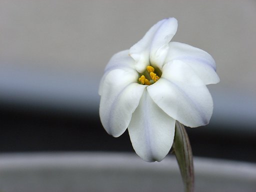 一日花その3
