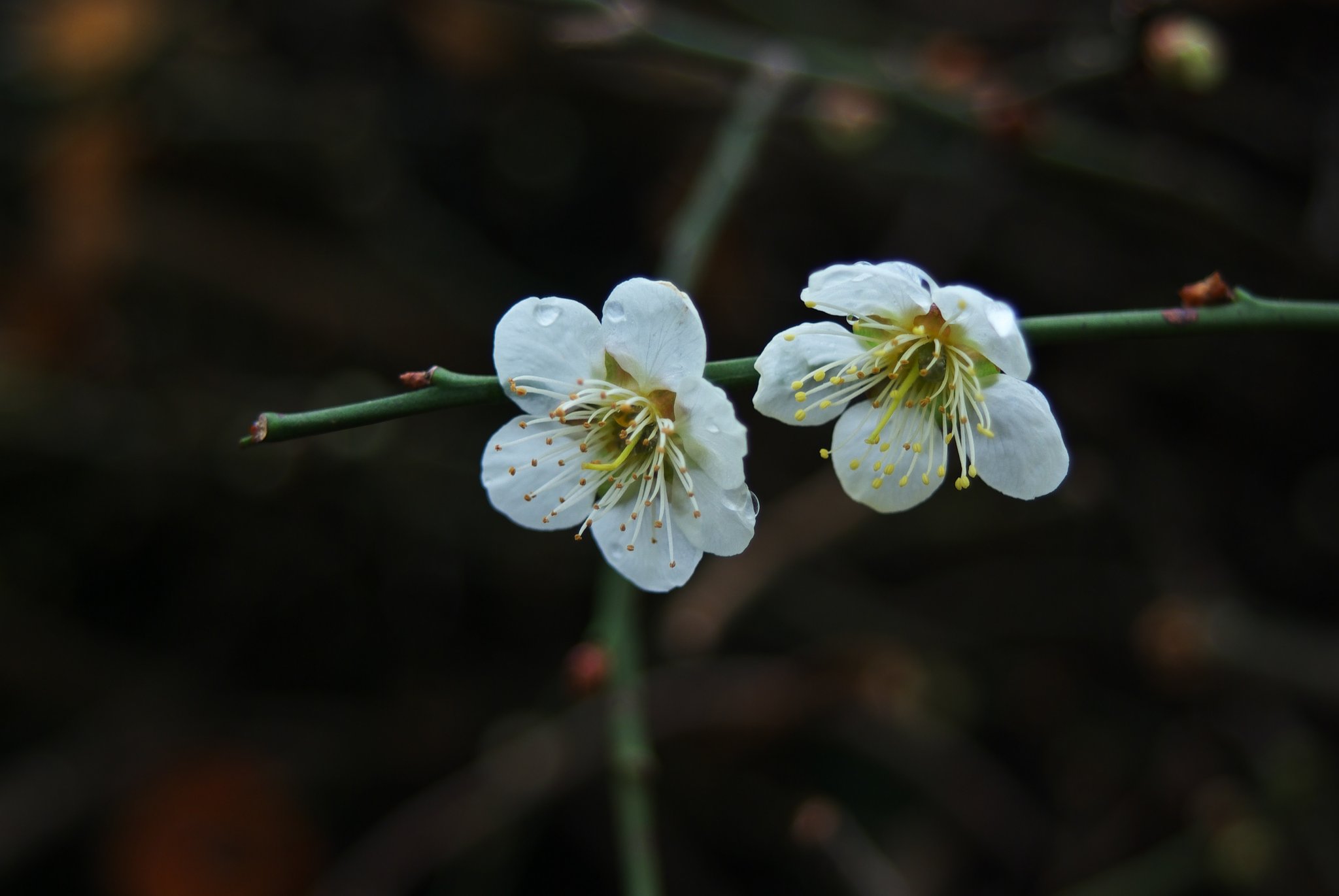 花びらは 5枚?、6枚?