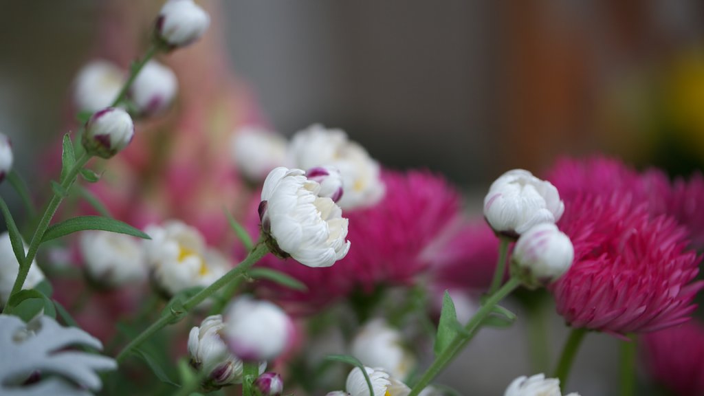 花かんざし