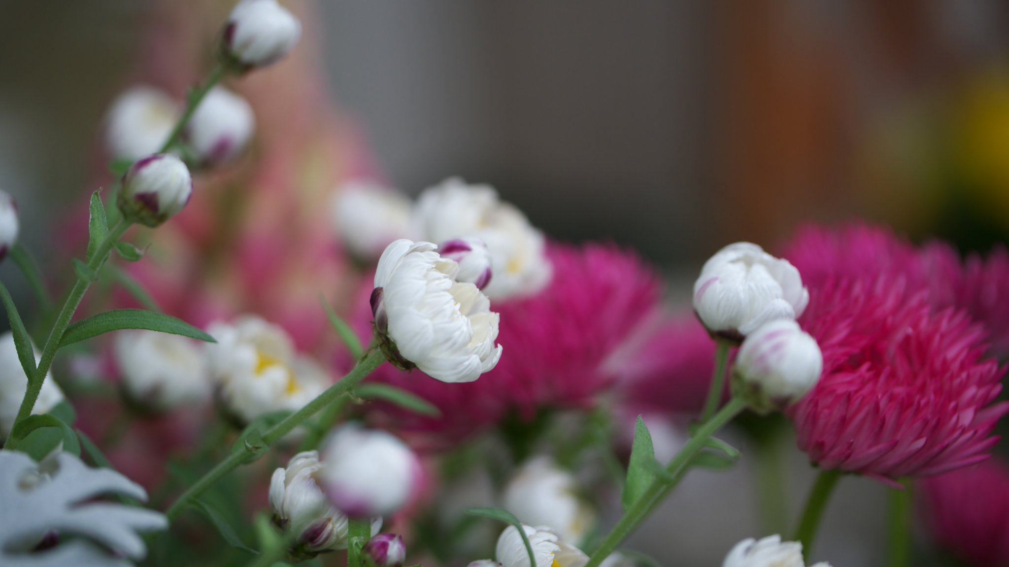 花かんざし