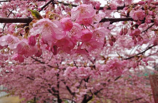 河津桜