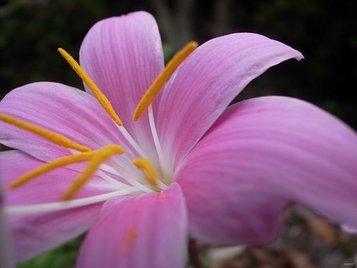 【やすらぎ】花にやすらぎ！