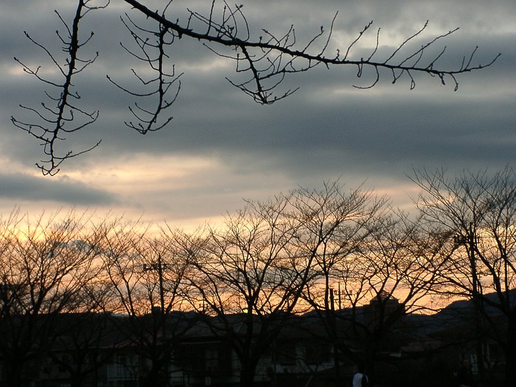 ◆夕焼けとサクラ並木