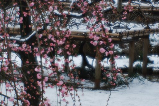 小石川後楽園２