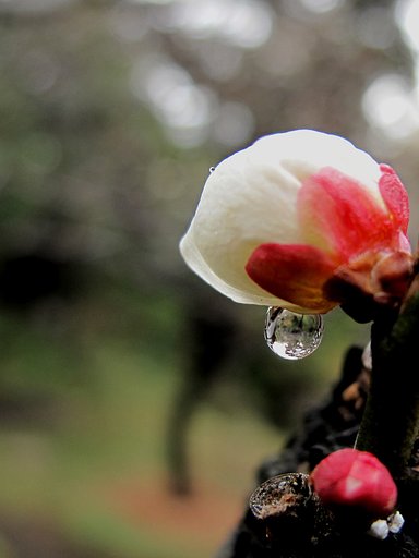 水玉