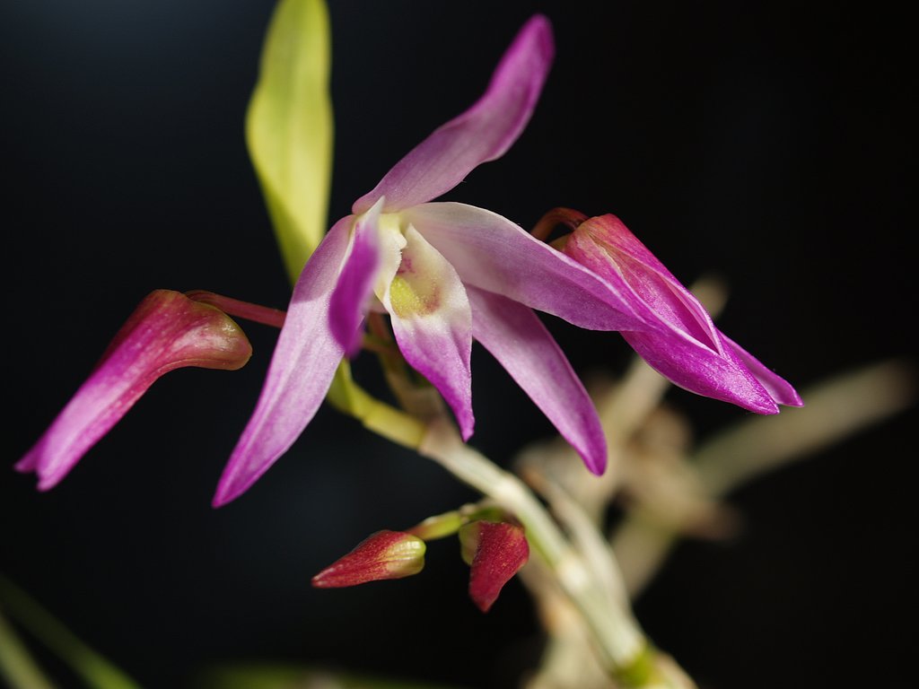 石斛開花