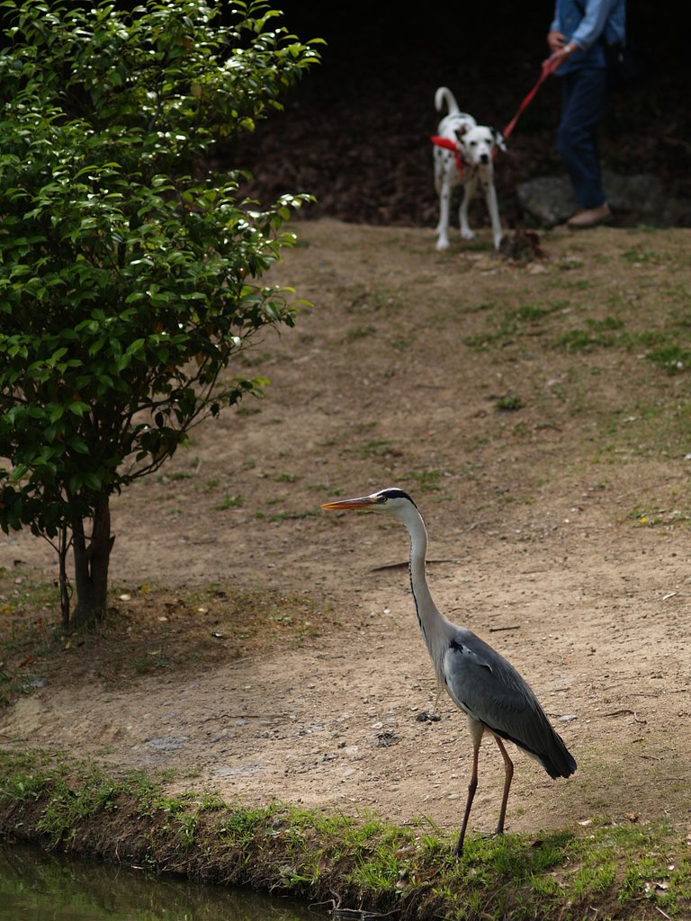 【水】続いて、、、犬と鷺