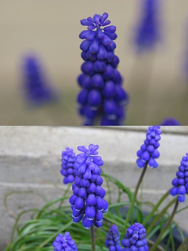 ムスカリ満開