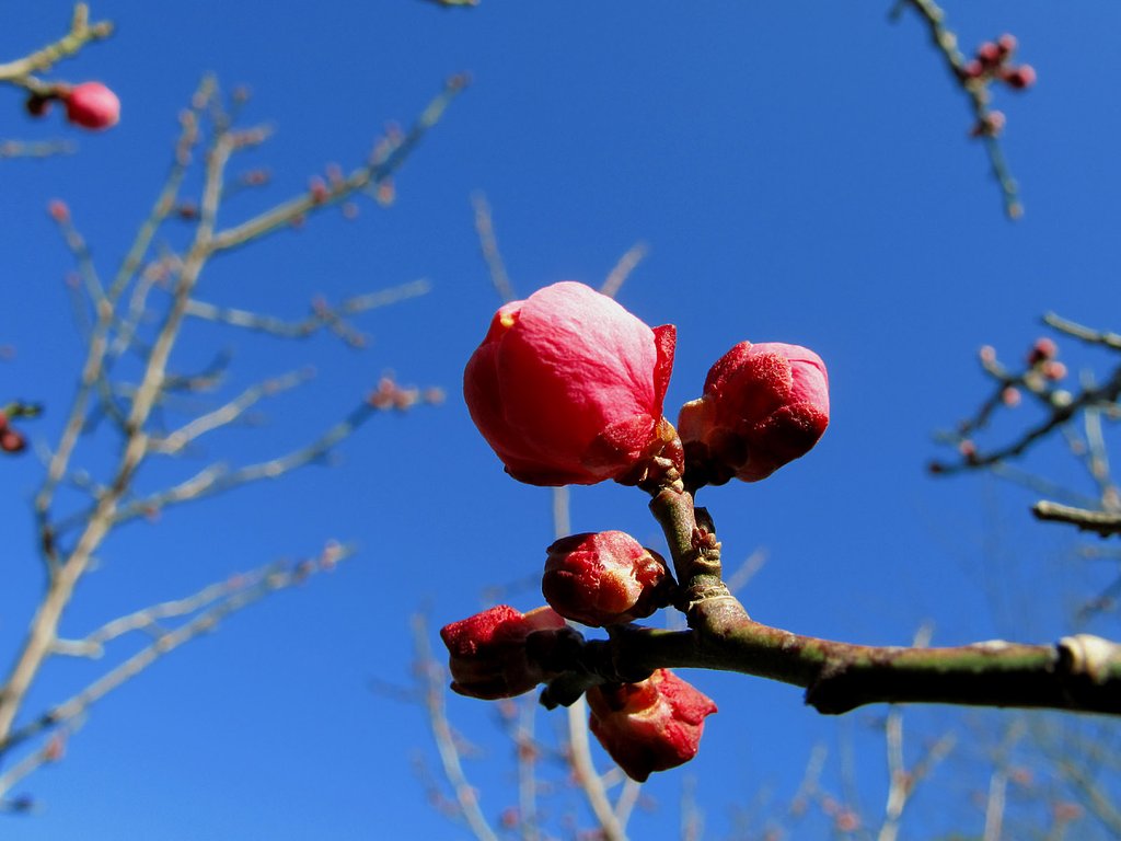 紅梅
