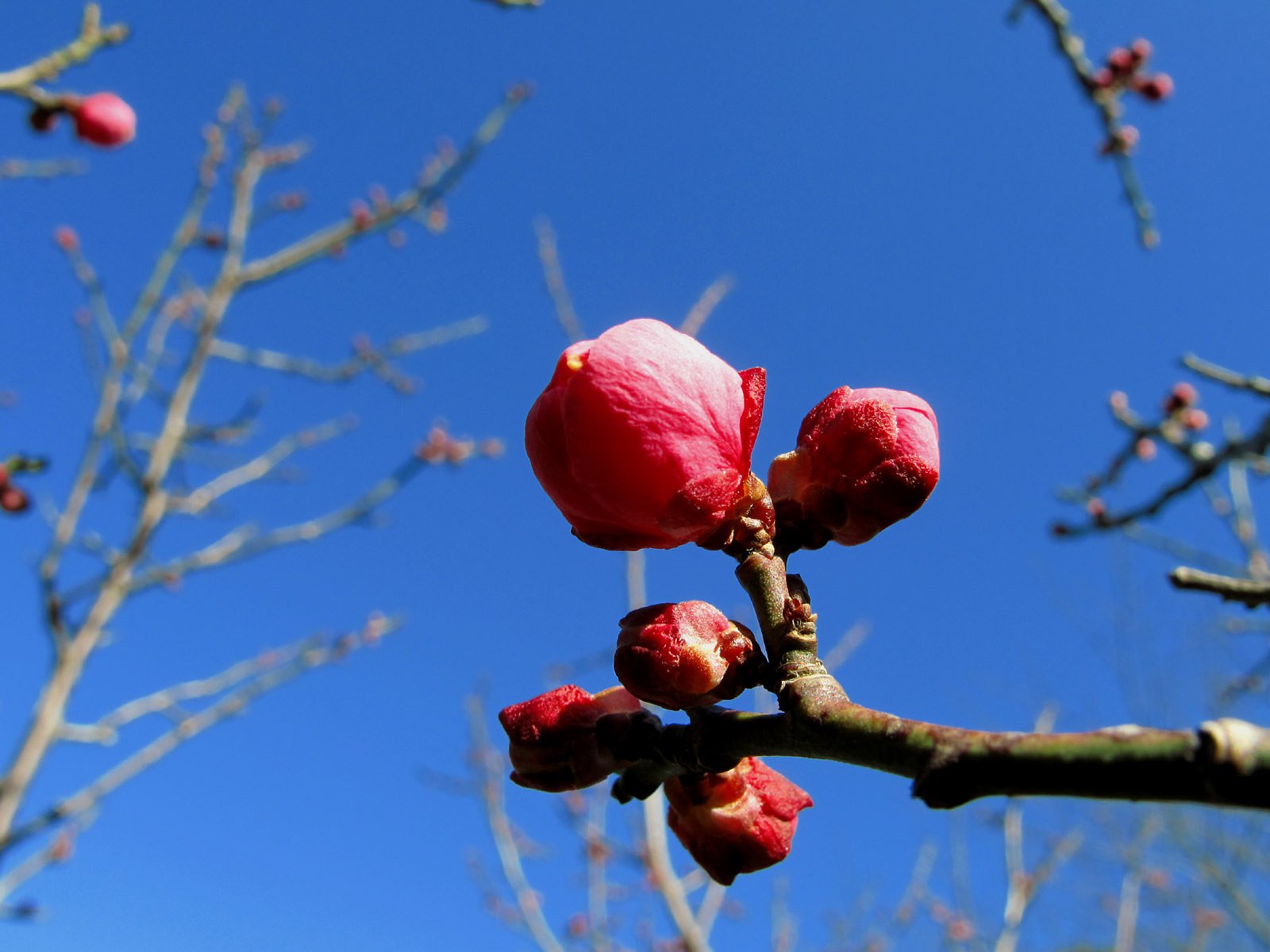 紅梅