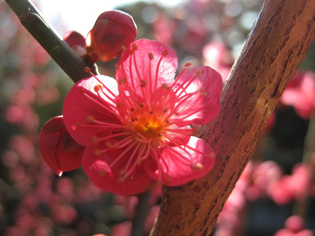 紅梅
