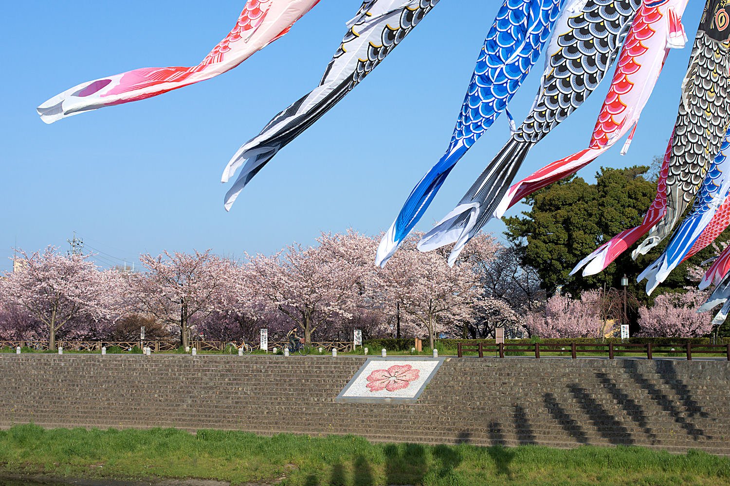 やっぱ主役は【桜】だぁ〜！