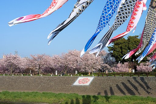 やっぱ主役は【桜】だぁ〜！