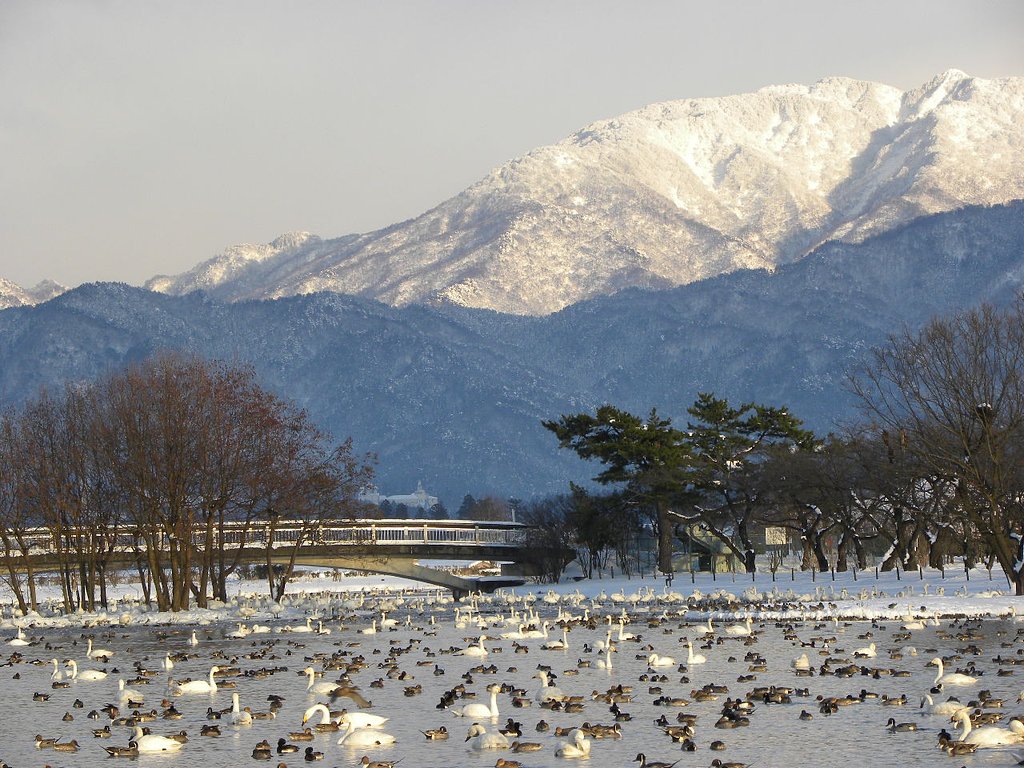 白鳥の湖②