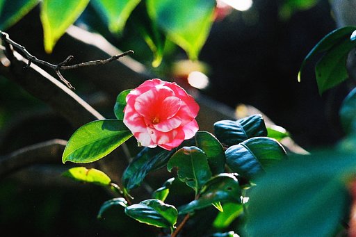 紅白椿・・・便乗版