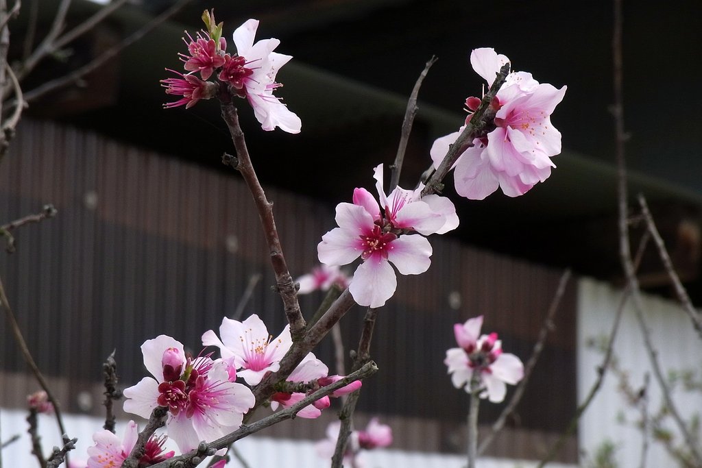 桃の花
