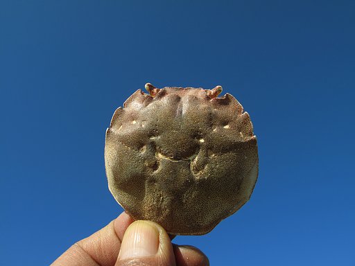 蟹の甲羅と青空