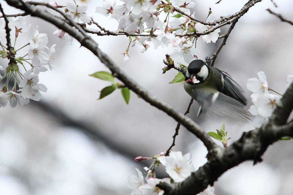 満開の桜に四十雀①