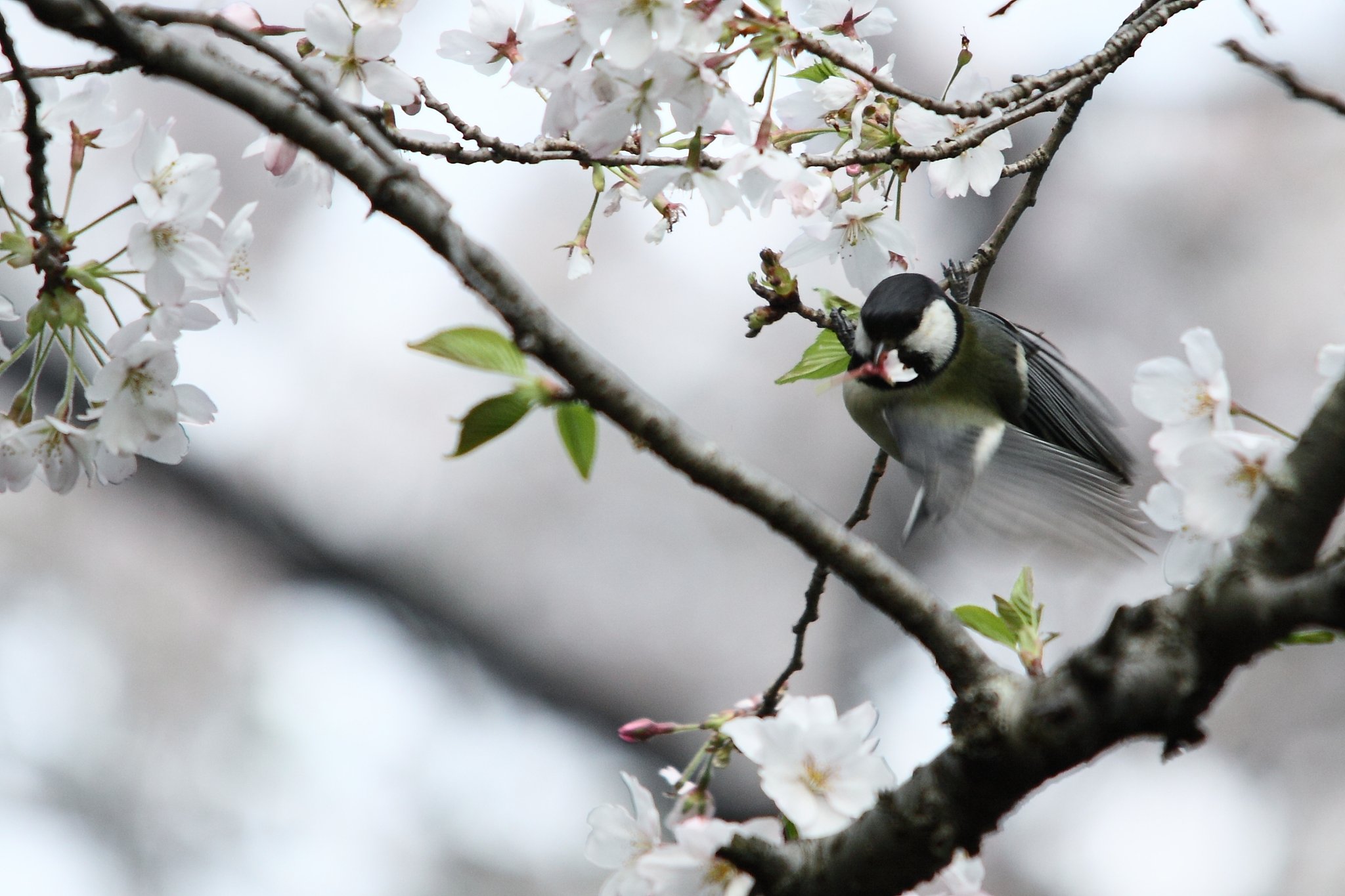 満開の桜に四十雀①