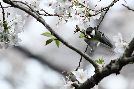 満開の桜に四十雀①