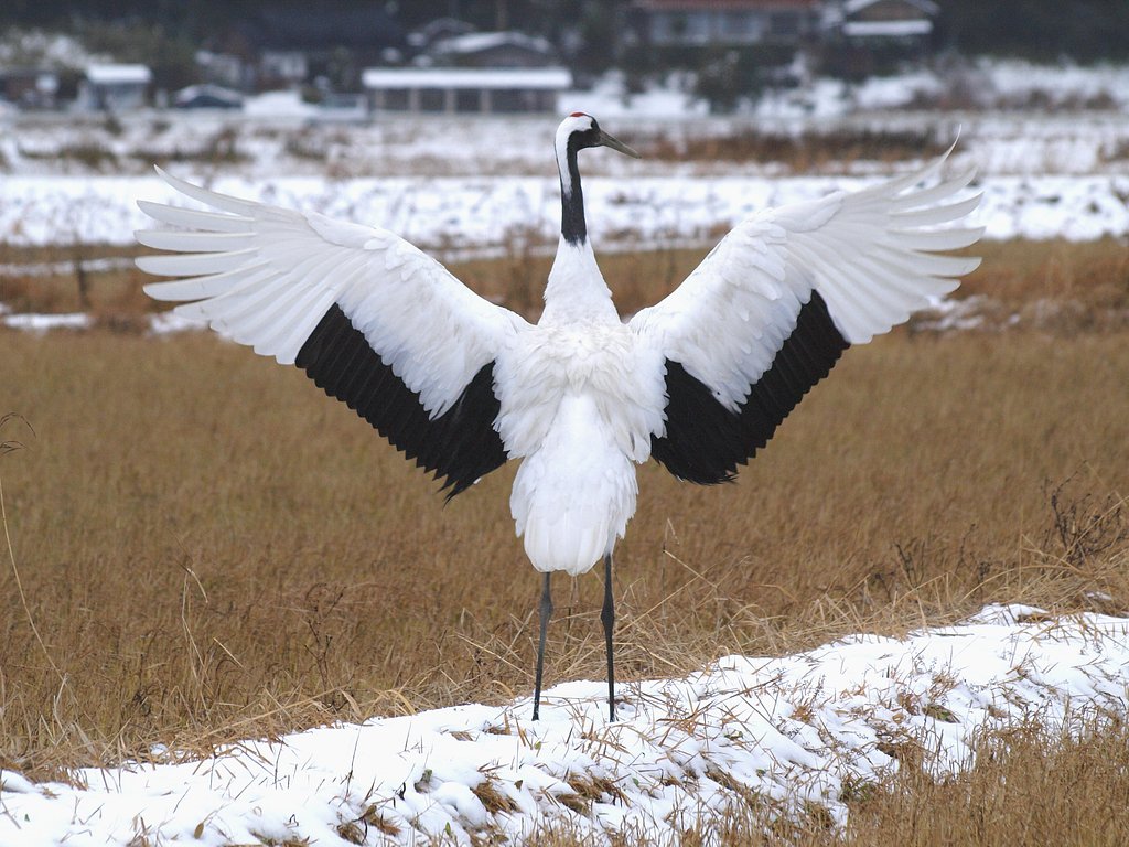 冬に舞うー２