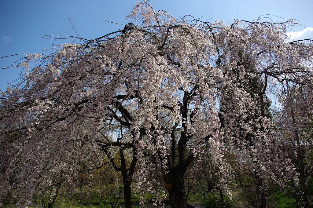 桜の季節